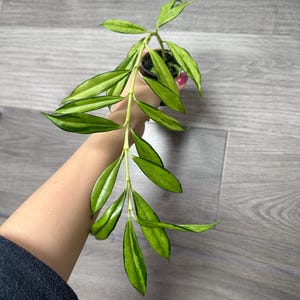 US Seller - very Rare Hoya Yingjiangensis Variegated Rooted- Pick your own
