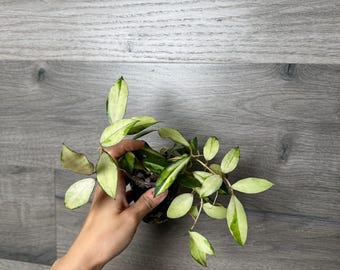 US Seller - Hoya Walliniana Variegata Fully rooted stable plant - Pick you own