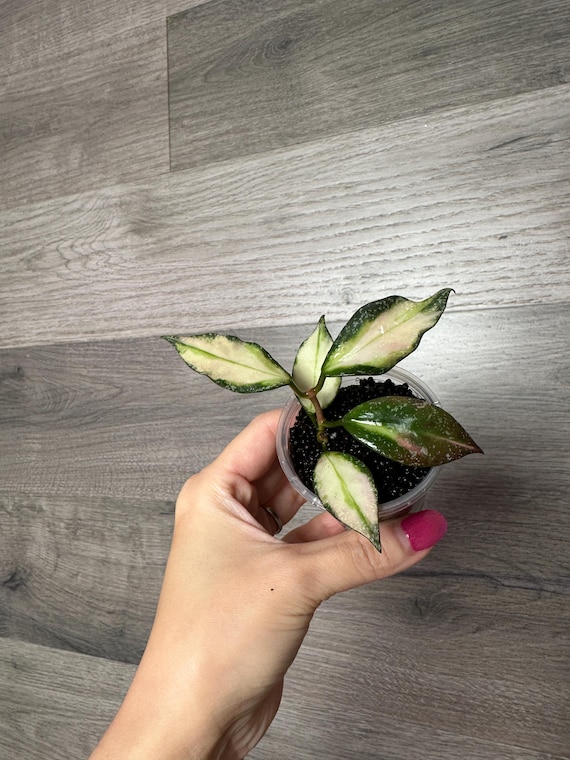 US Seller- Hoya Nabawanensis Variegated Rooted - Pick You Own - Etsy