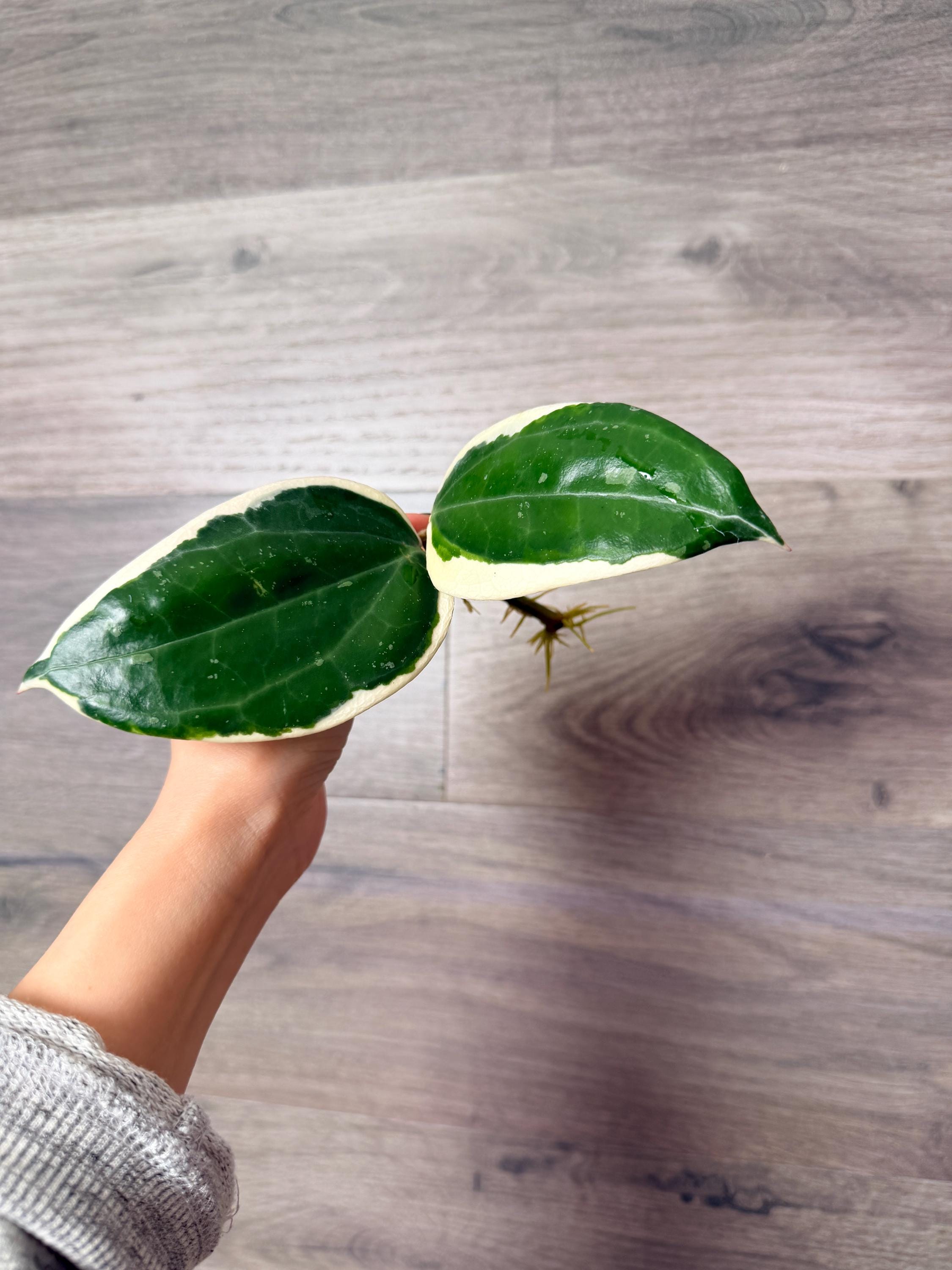 US Seller - Hoya Latifolia Albomarginata (round Leaf) Variegated