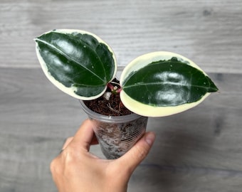 US Seller -Very rare Hoya latifolia Albomarginata (round leaf) Variegated - Pick your own