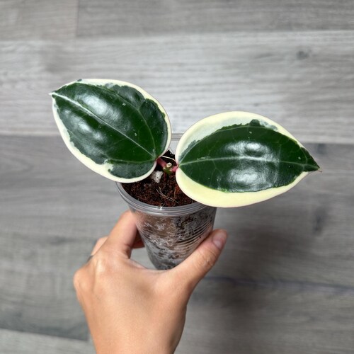 US Seller -very Rare Hoya Latifolia Albomarginata (round Leaf