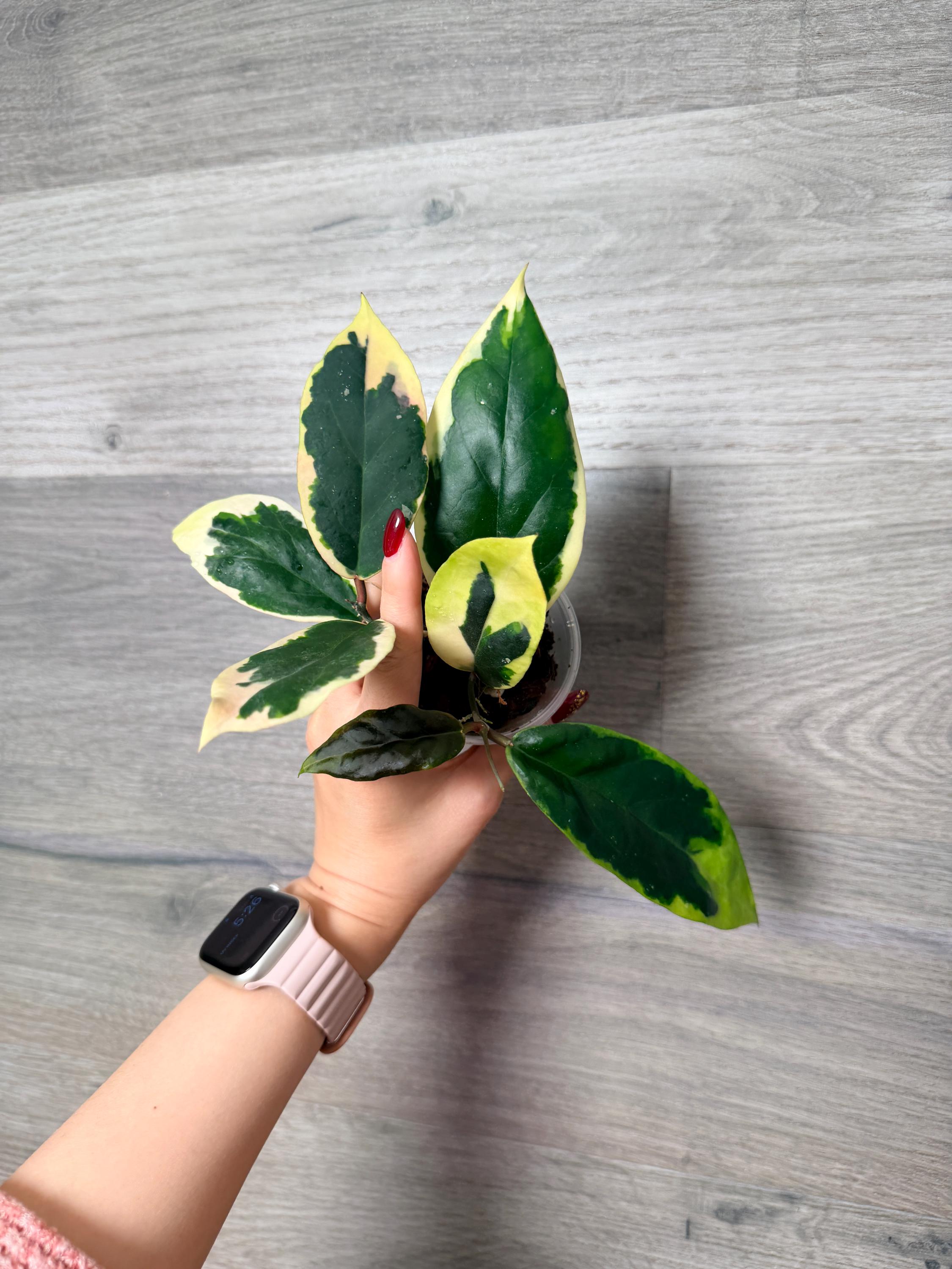 US Seller - Hoya Ilagiorum Albomarginata Very Rare Unicorn Fully