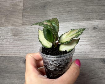 US Seller- Hoya Nabawanensis Variegated Rooted - Pick You Own - Etsy