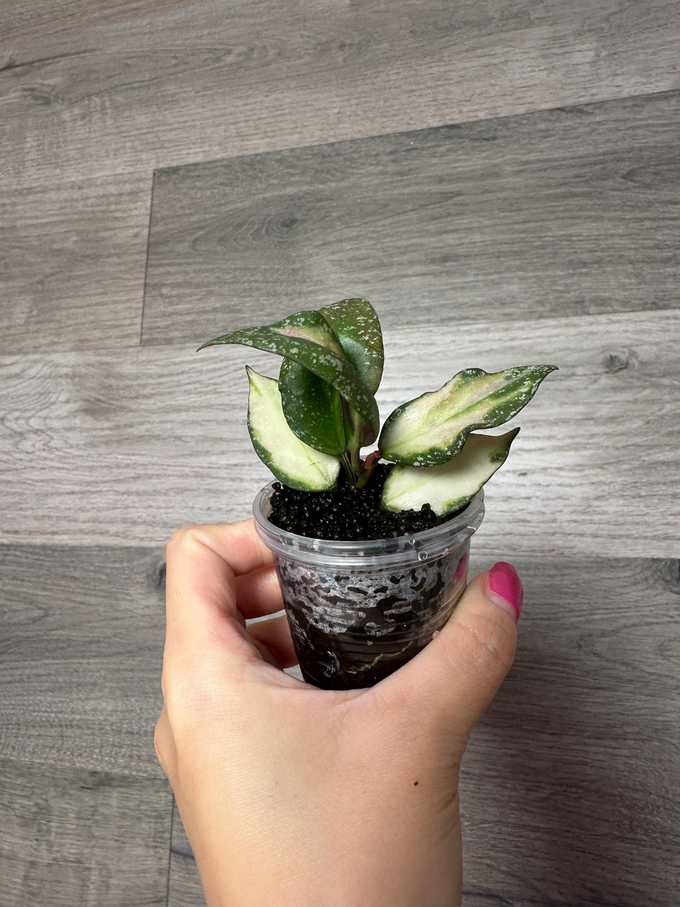 US Seller- Hoya Nabawanensis Variegated Rooted - Pick You Own