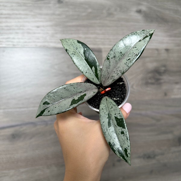 US Seller- Hoya Wilbur Graves China fully ROOTED very silvery - Pick your own May restock