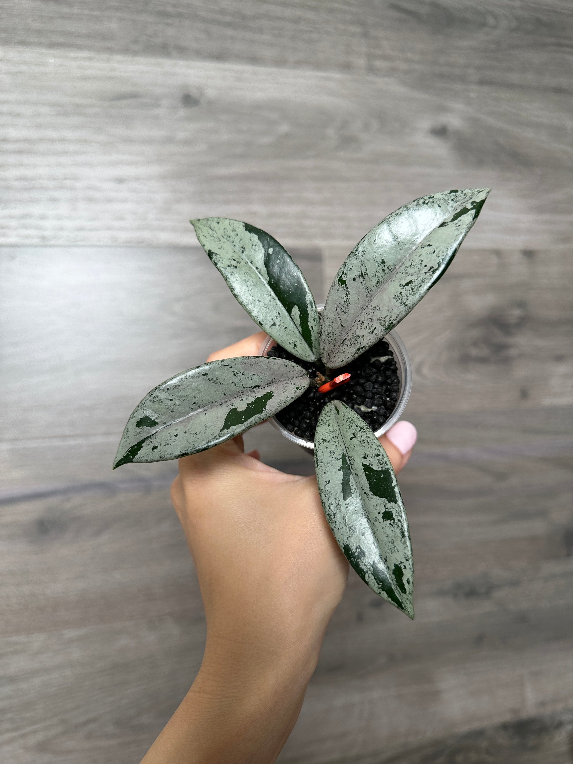 1142＊Hoya＊ホヤ＊wilbur graves silver Hoya Wilbur Graves Silver – The Hoya Trove