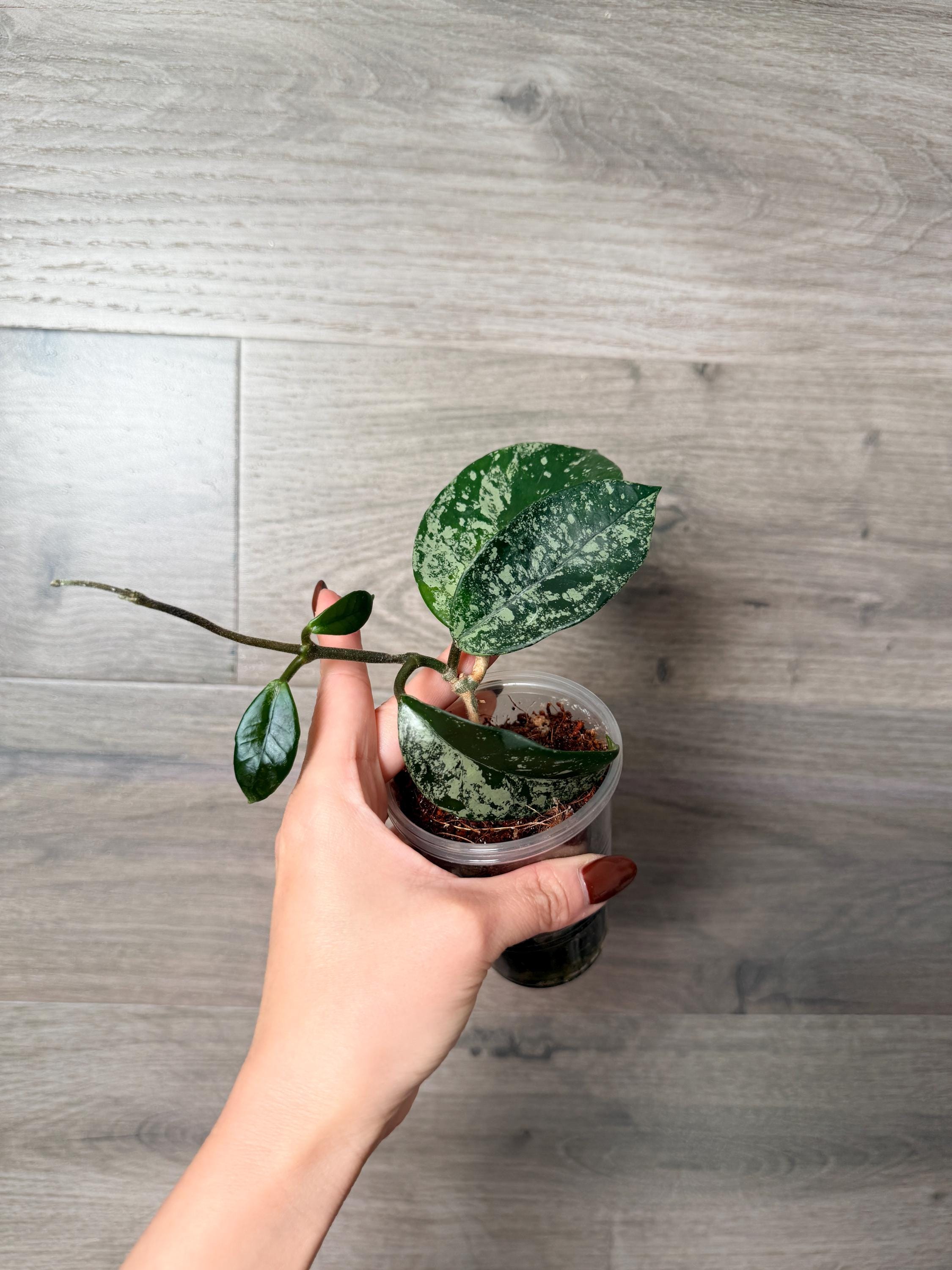 US Seller- Hoya Carnosa Freckles Splashy/ Silvery - Pick Your Own