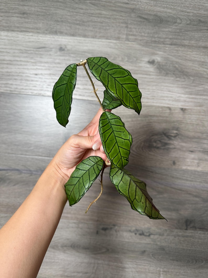 US Seller - Hoya Gunung Gading Rooting Cuttings - Pick Your Nodes - Etsy