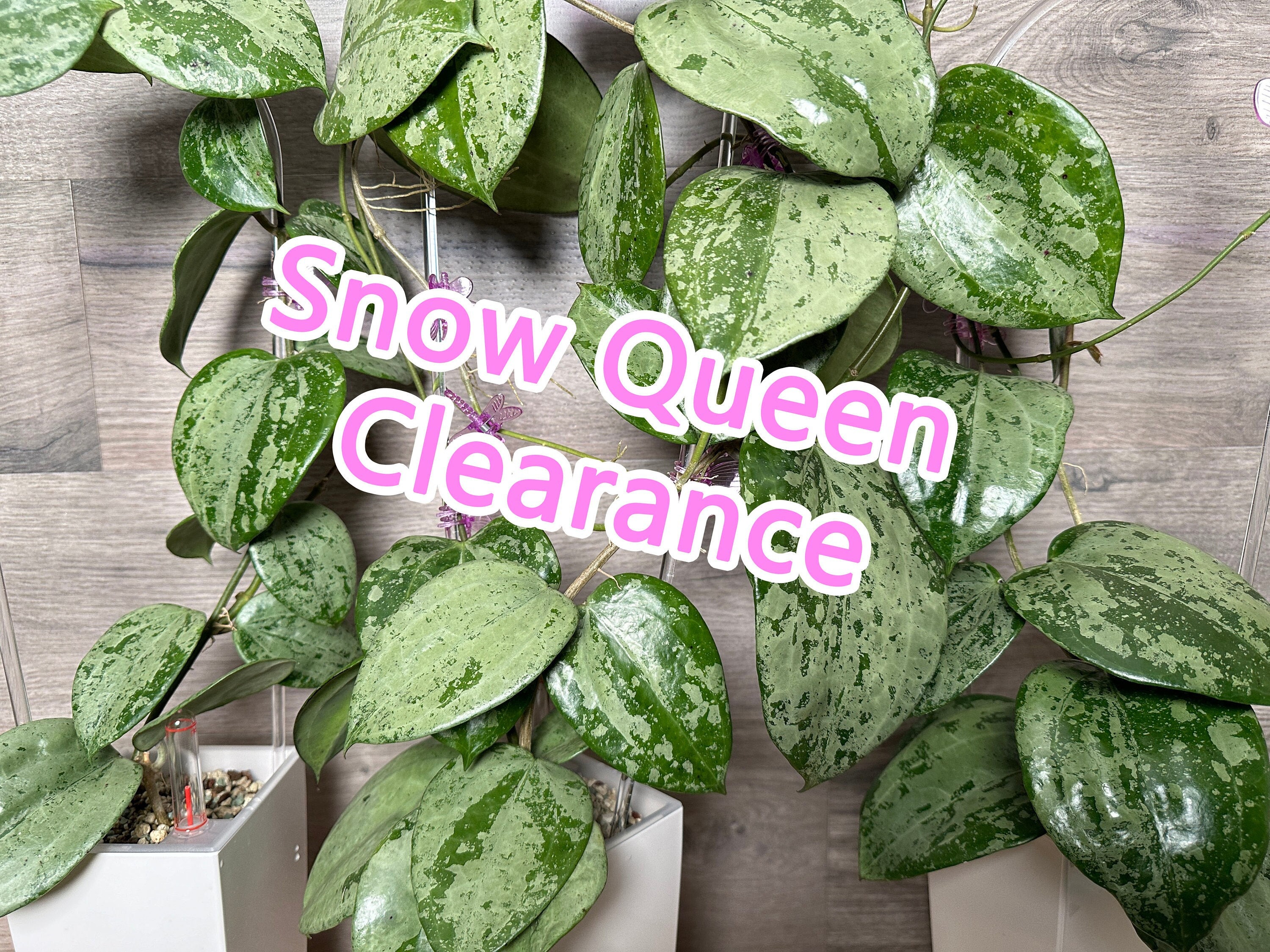 Hoya latifolia (Silver) | 2-Inch – Hoya Treasures