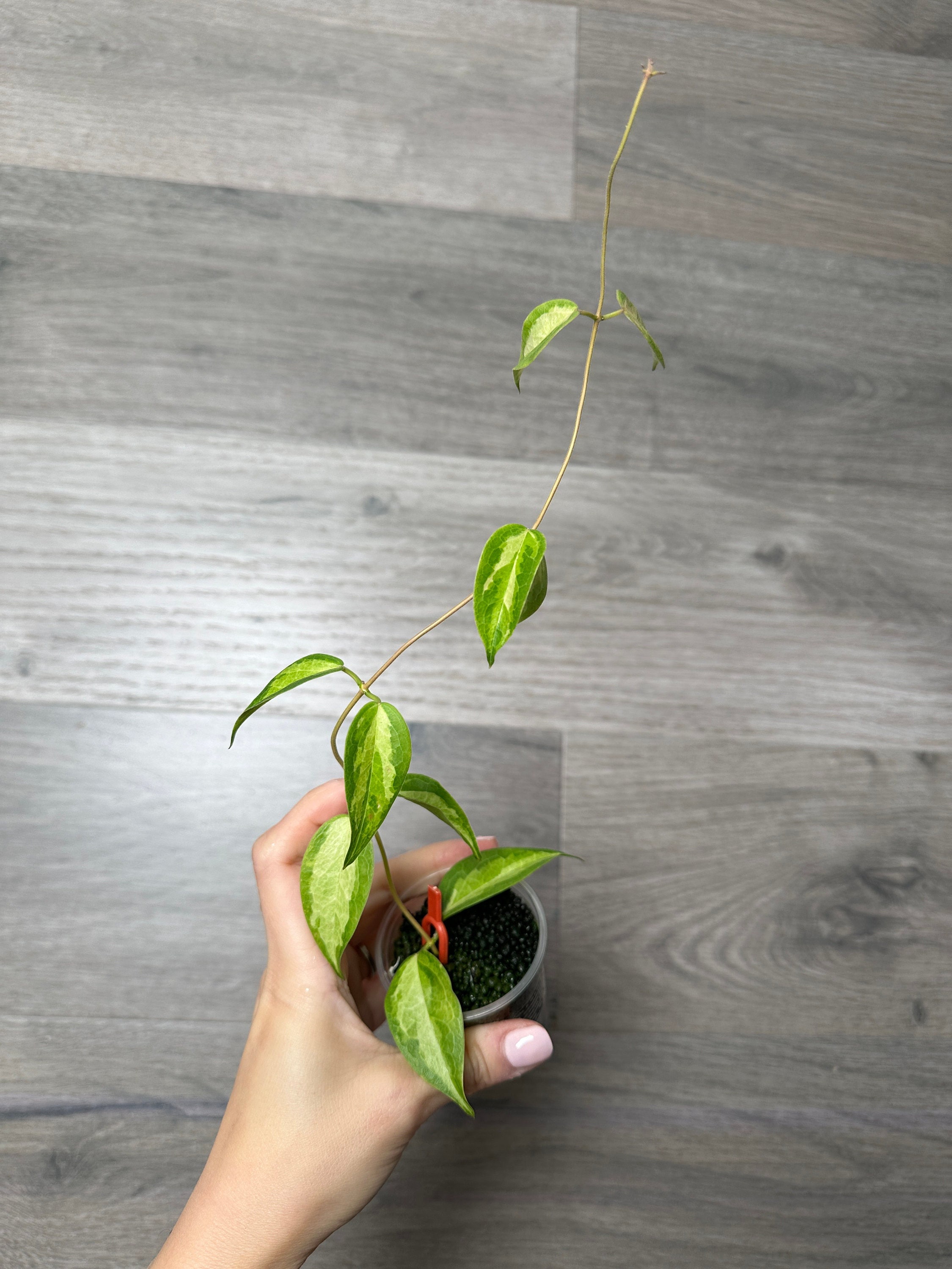 hoya dennisii ' frida ' カップ苗&ラクノーサ　吊り鉢 hoya dennisii ' frida ' カップ苗&ラクノーサ 吊り鉢 hoya dennisii