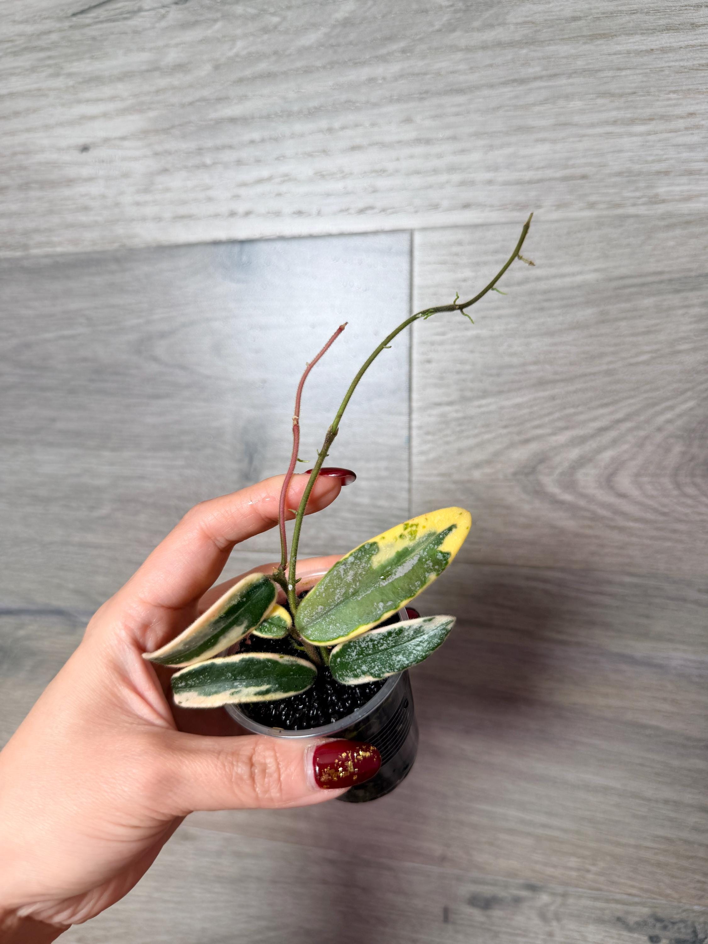 US Seller- Very Rare Hoya Lyi Prism Fully Rooted Great Variegation