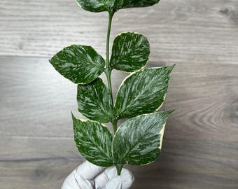 US Seller - Hoya Polyneura Splash 'jasminka' Variegated Unrooted