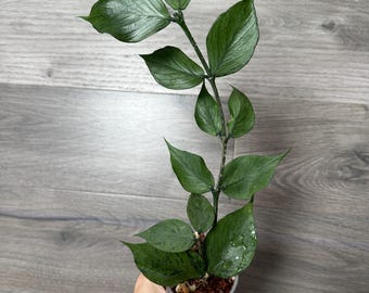 US Seller- Hoya Silver Polyneura Broget Fully Rooted Stable Plant