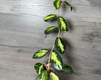 US Seller- Hoya Diversifolia Maharani Variegata VERY Rare - Pick