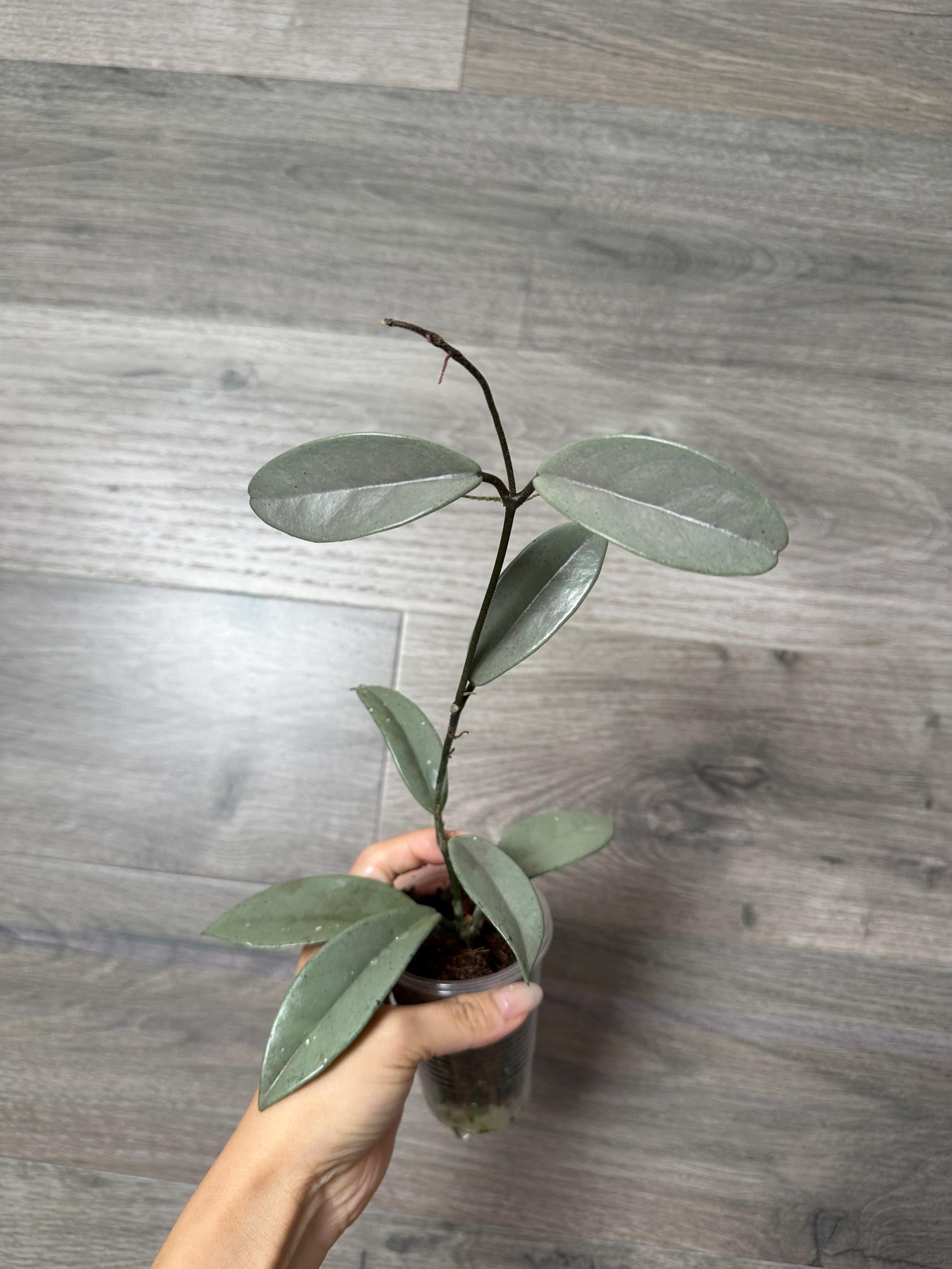 1142＊Hoya＊ホヤ＊wilbur graves silver Hoya Wilbur Graves Silver – The Hoya Trove