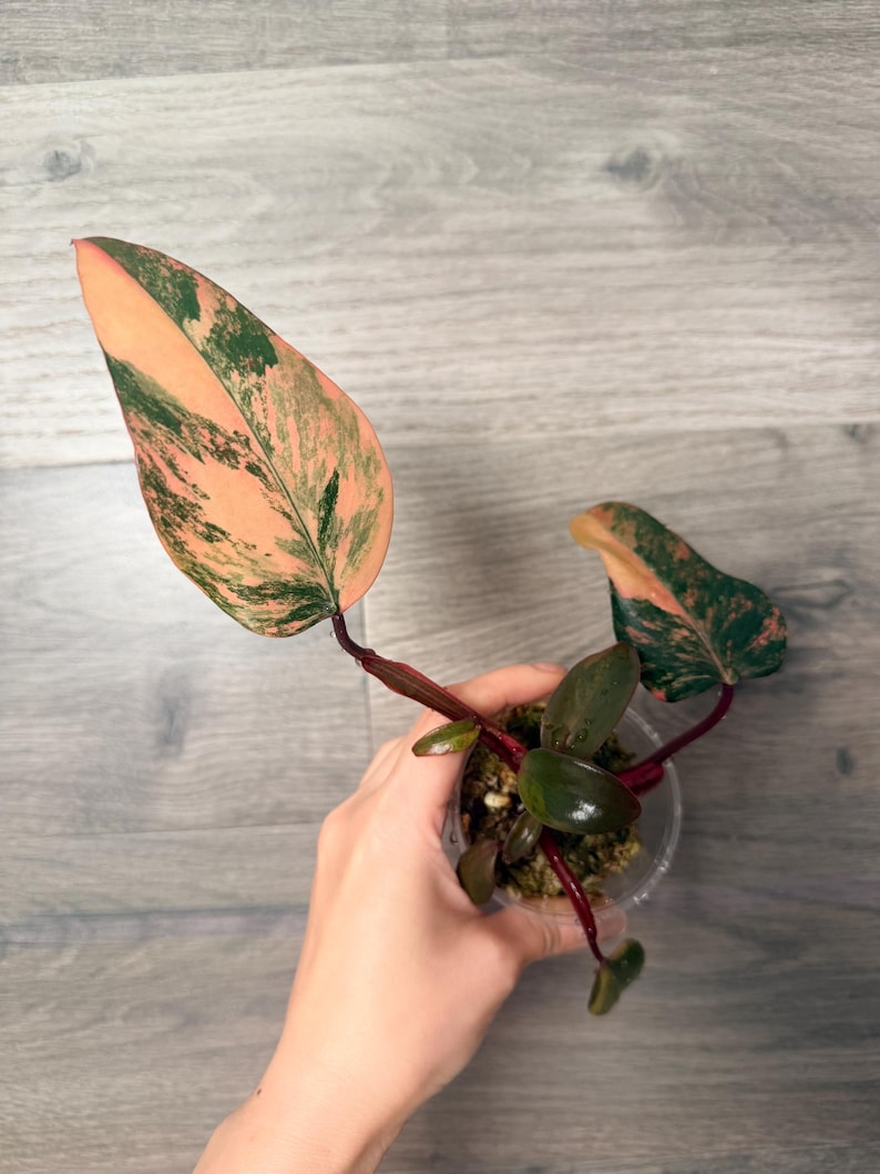LeafyFiona Philodendron Strawberry Shake - Thumbnail 3