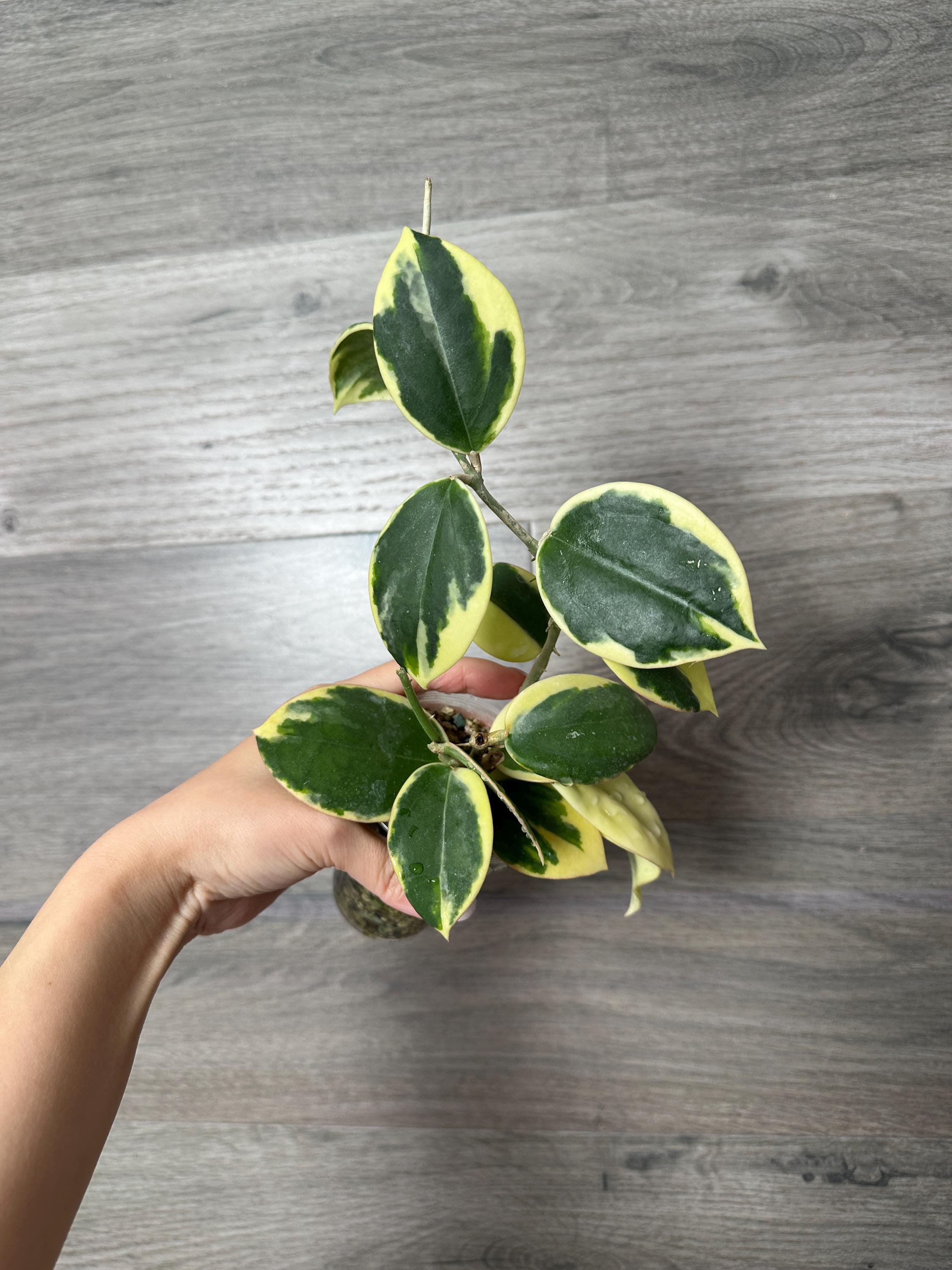 夏セール珍種ホヤ　パラ　外斑入り Hoya para Albomarginata 夏セール珍種ホヤ パラ 外斑入り Hoya para Albomarginata