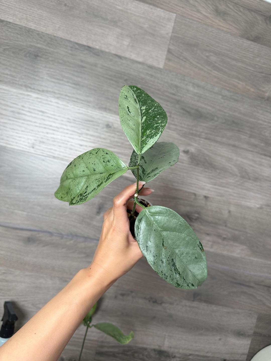 US Seller - Hoya Coriacea Very High Silver Rooted Stable Plants