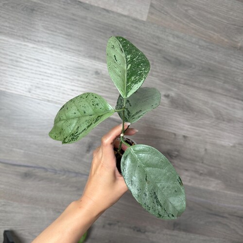 Vendedor de EE. UU. - Hoya coriacea, planta estable con raíces muy plateadas: elige la tuya