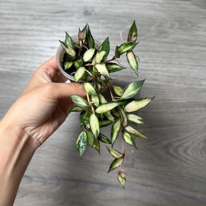 US Seller Hoya Lacunosa Variegated Rooted plats - Pick your own