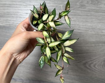 その他観葉植物 H. lacunosa asami &walliniana variegata H. lacunosa asami &walliniana variegata - メルカリ