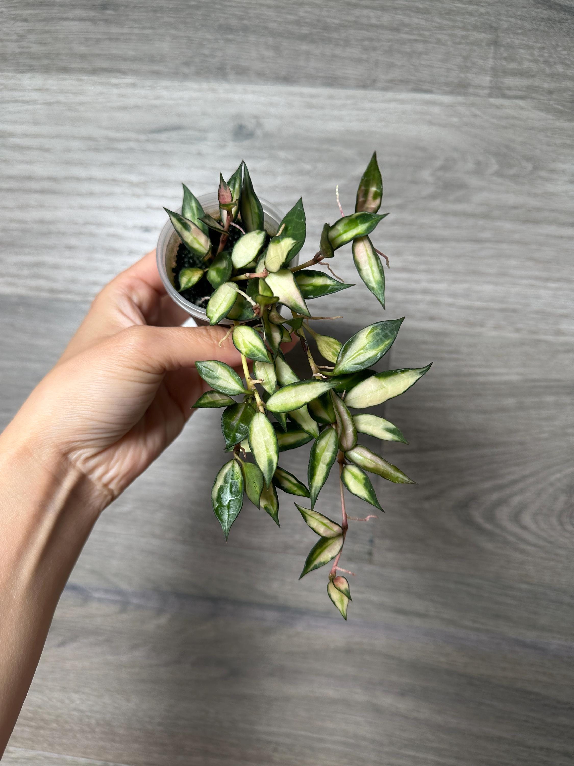 ホヤ　ラクノーサ クイーンミドリ ホヤ ラクノーサ クイーンミドリ Hoya lacunosa 'Queen Midori