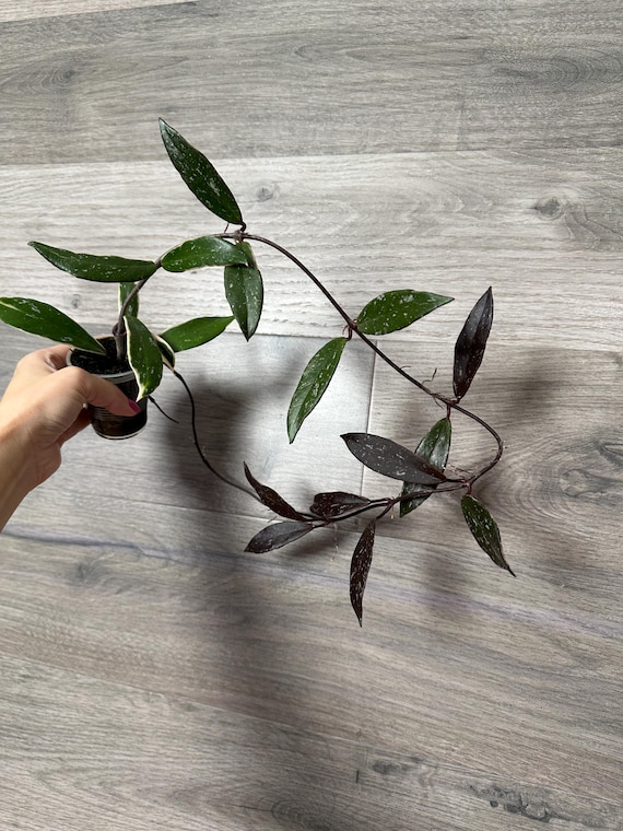 US Seller- RARE Hoya Pubicalyx Albomarginata Outer Variegated