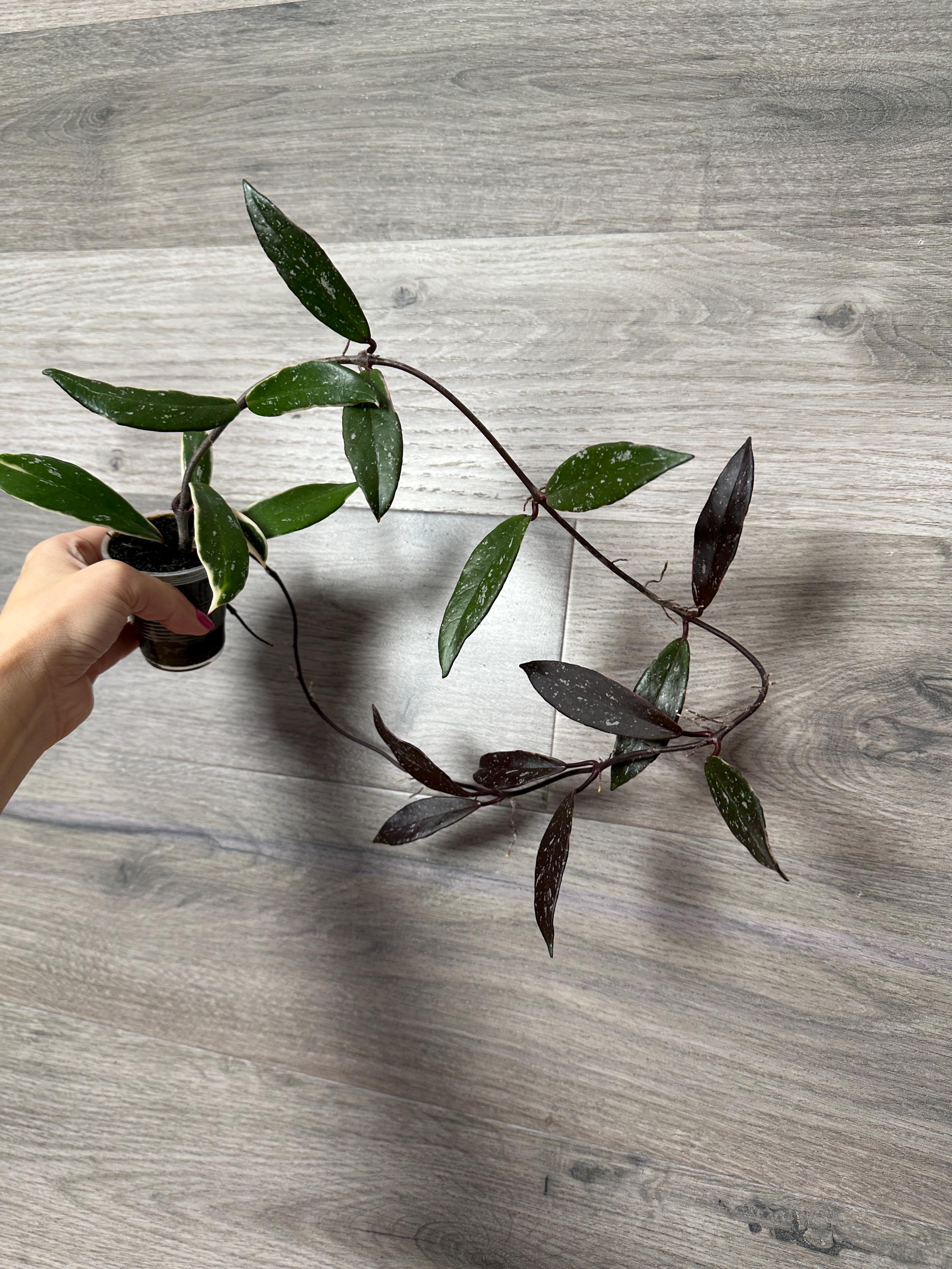 その他観葉植物 Hoya pubicalyx outer variegated Hoya Pubicalyx RHP Outer Variegated Splash - Etsy