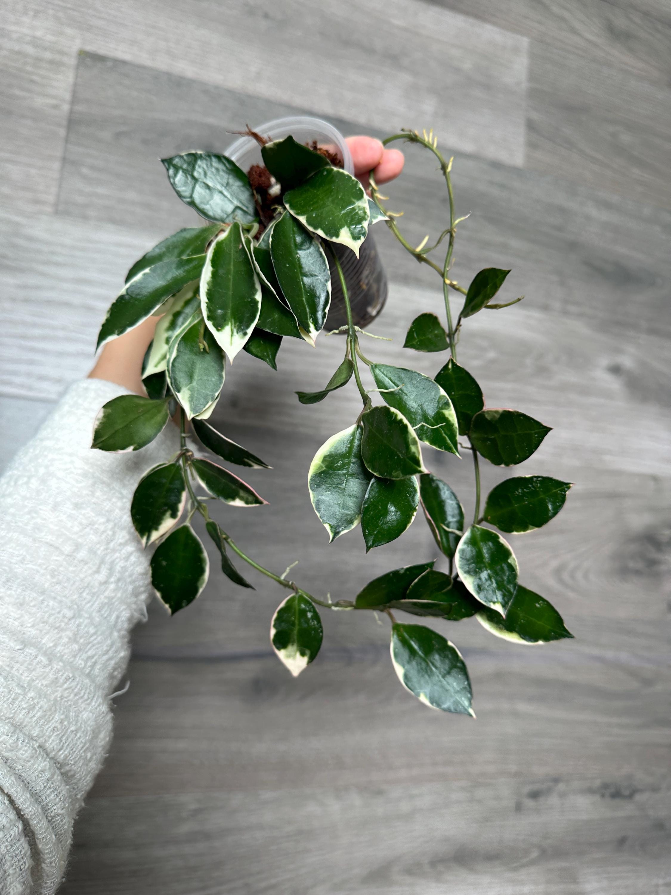 US Seller - Hoya Lacunosa Asami Variegated Fully Rooted Pick