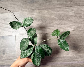 US Seller- Hoya Carnosa Freckles Splashy/ Silvery - Pick Your Own
