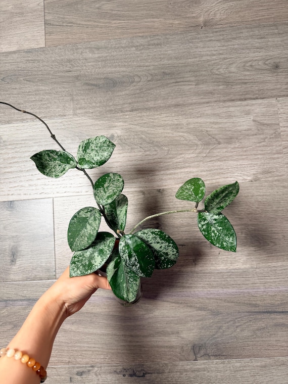 US Seller- Hoya Carnosa Freckles Splashy/ Silvery - Pick Your Own