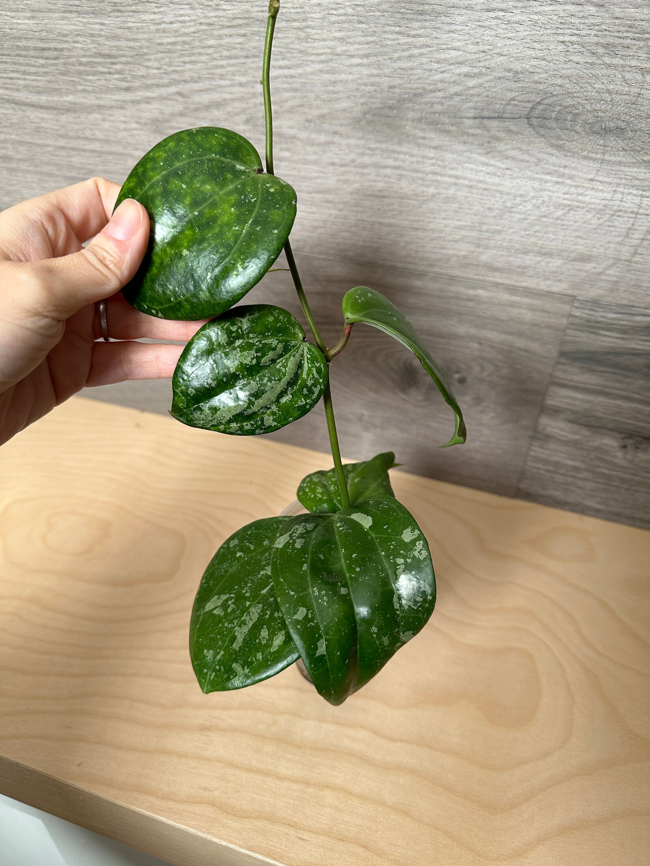 Hoya Latifolia Snow Queen Splash Very RARE HIGH Silver Fully
