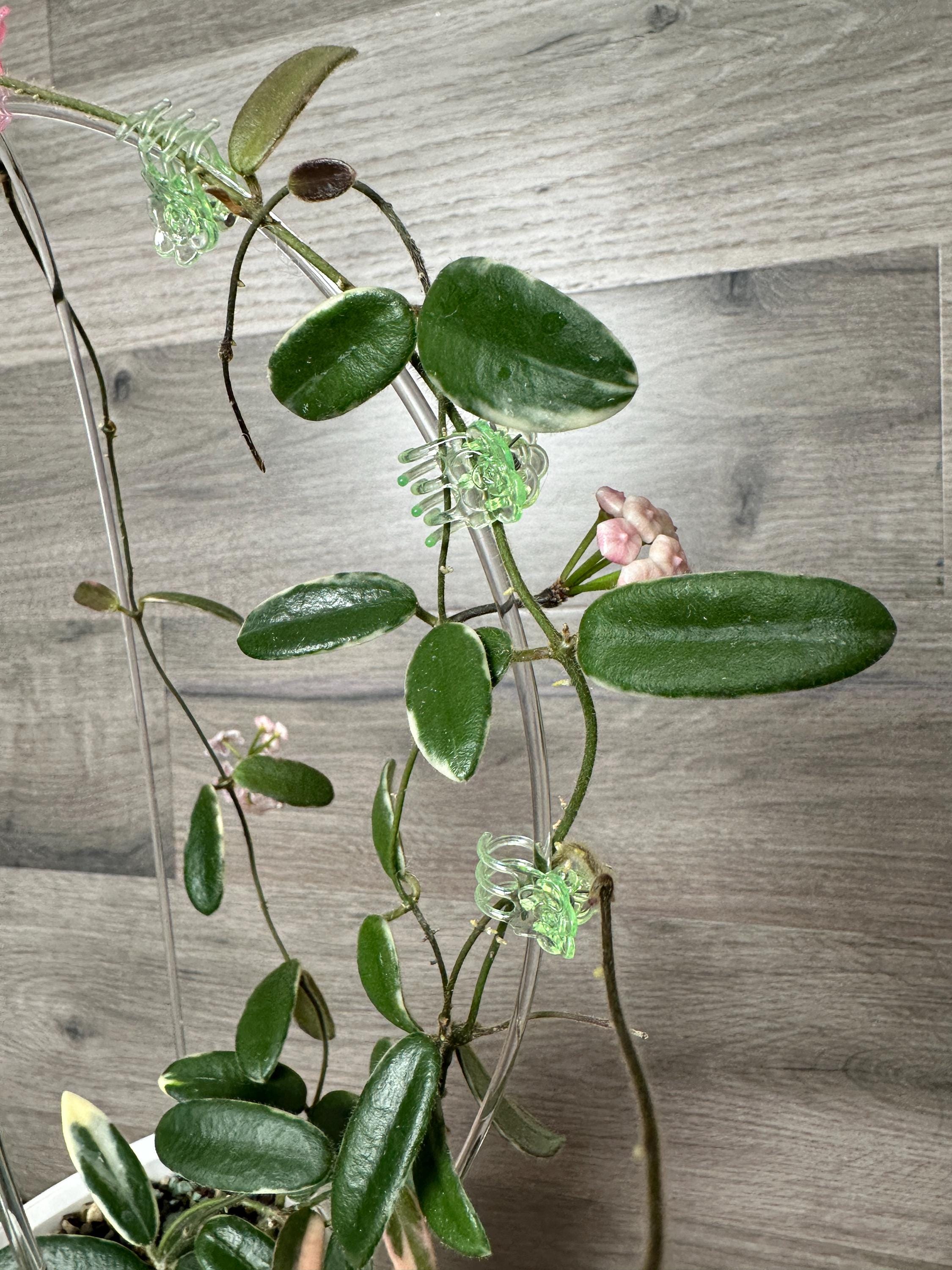 US Seller - Hoya Lyi Prism Pink Flower ONE NODE Cutting Unrooted