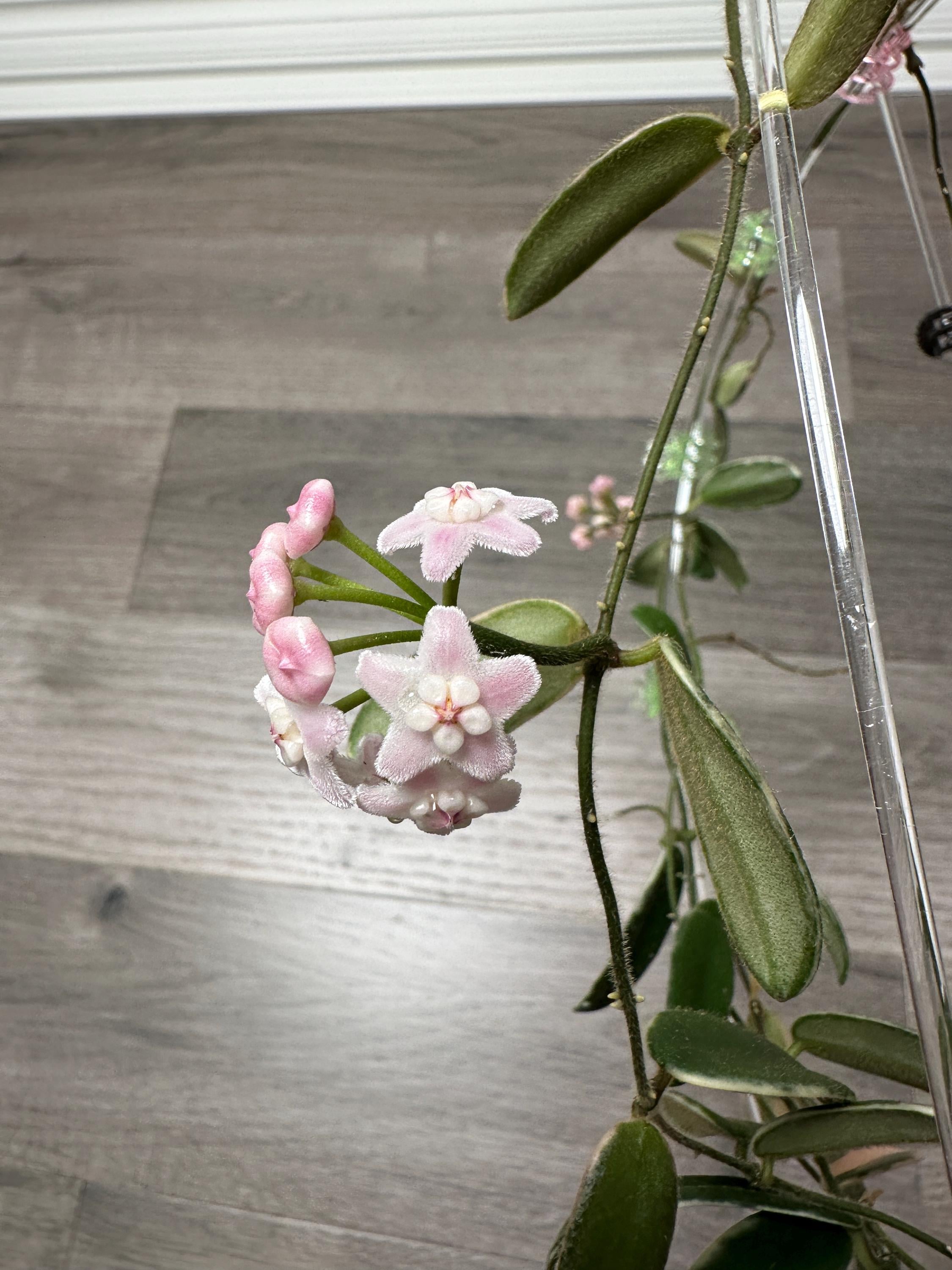 US Seller - Hoya Lyi Prism Pink Flower ONE NODE Cutting Unrooted