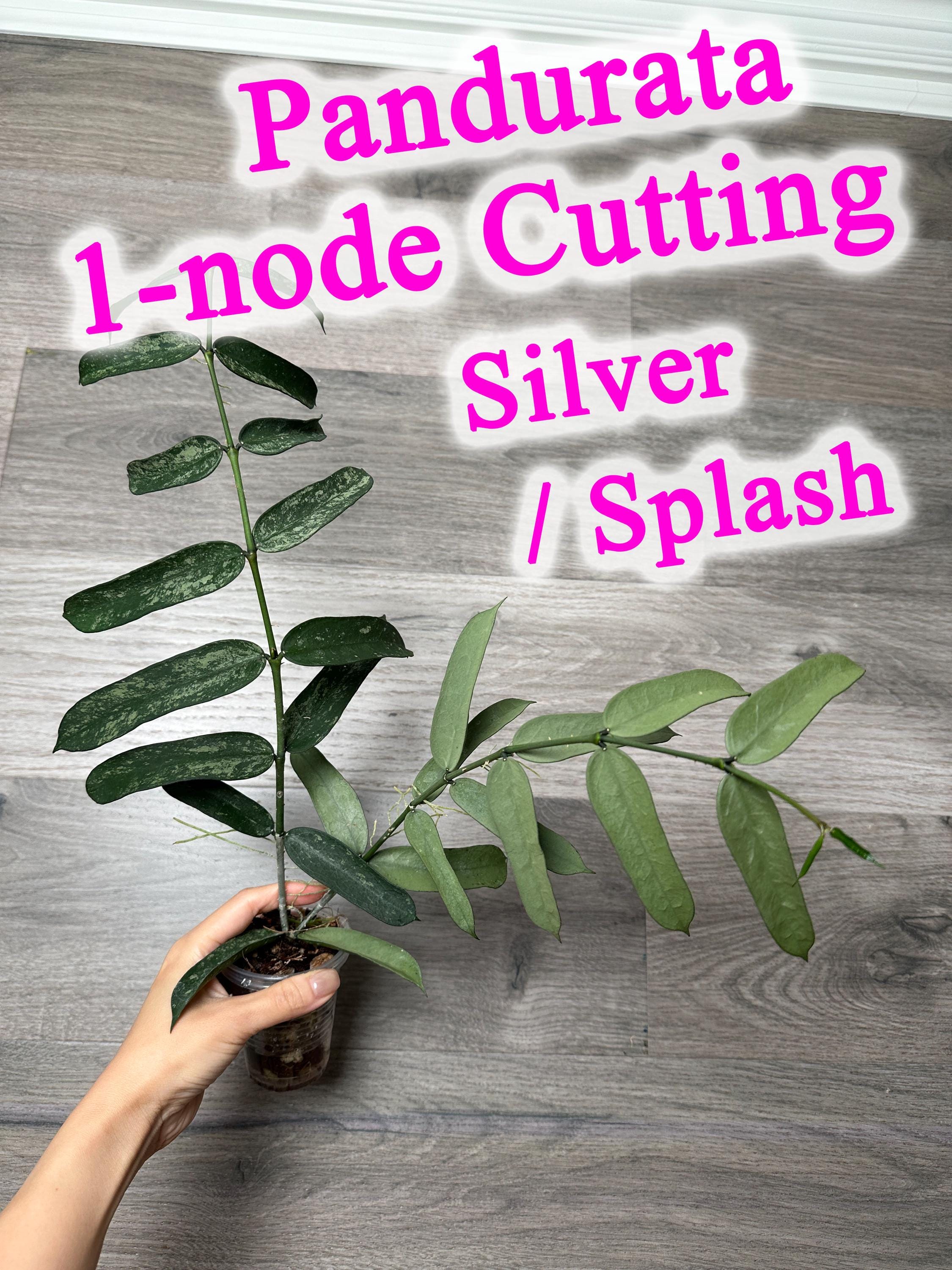 US Seller- Hoya Pandurata Silver / Splash ONE NODE Cuttings