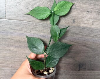 US Seller- Hoya Silver Polyneura Broget Fully Rooted Stable Plant