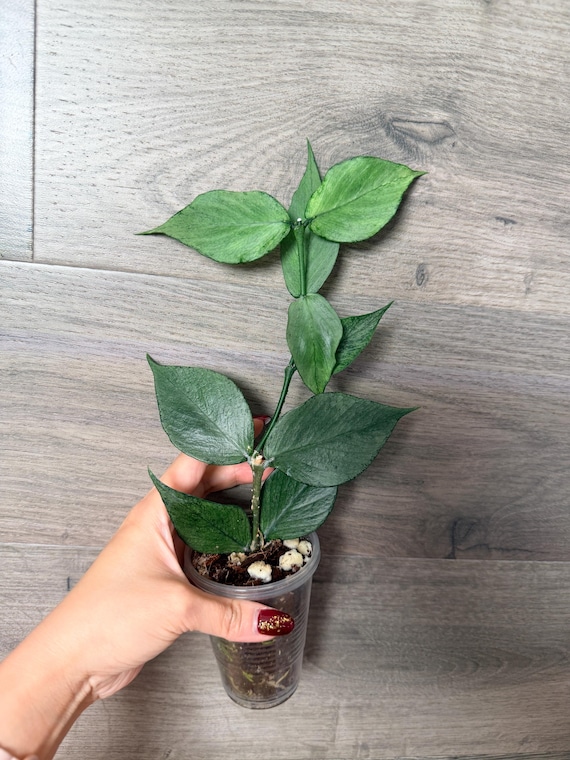 US Seller- Hoya Silver Polyneura Broget Fully Rooted Stable Plant