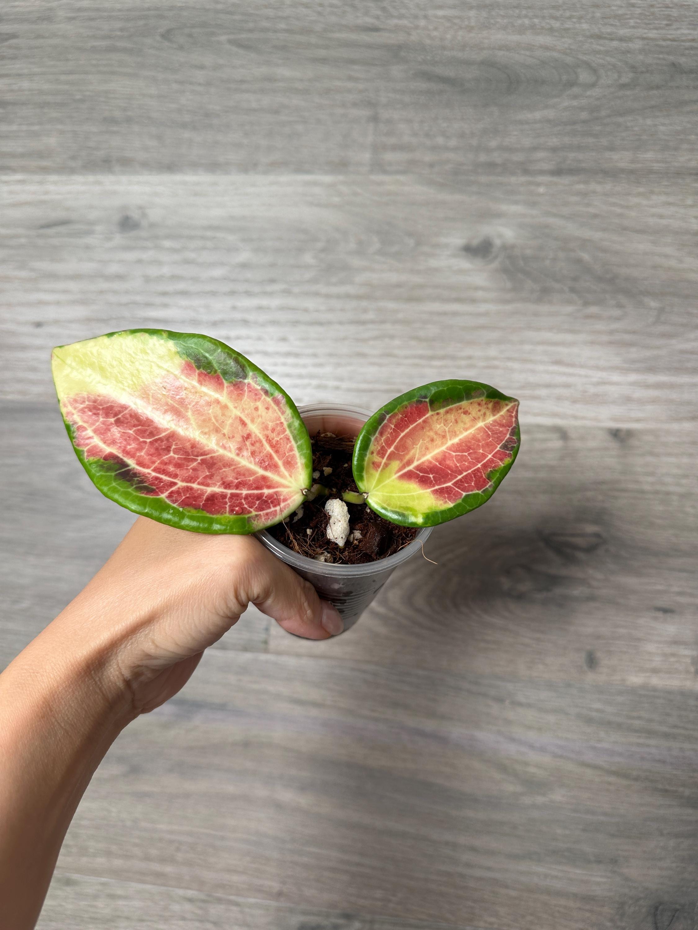 US Seller - Hoya Merrillii Inner Variegated Fully Rooted Exact