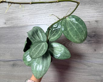 Hoya Mathilde Grey Fairy, Rooted Cut, Active Growth Points, (new