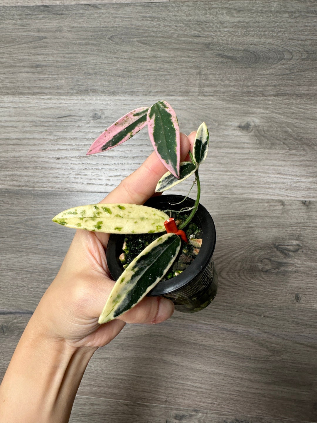 US Seller- Very Rare Hoya Lyi Prism Fully Rooted Great