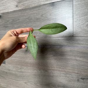 Hoya Nicholsoniae New Guinea Ghost/NGG UNROOTED Cutting- ONE node cutting Grower&#39;s Choice