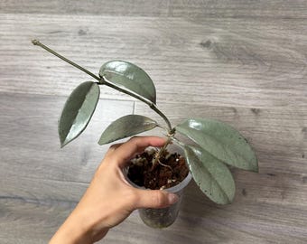 US Seller -very Rare Hoya Wilbur Graves SILVER Fully Rooted