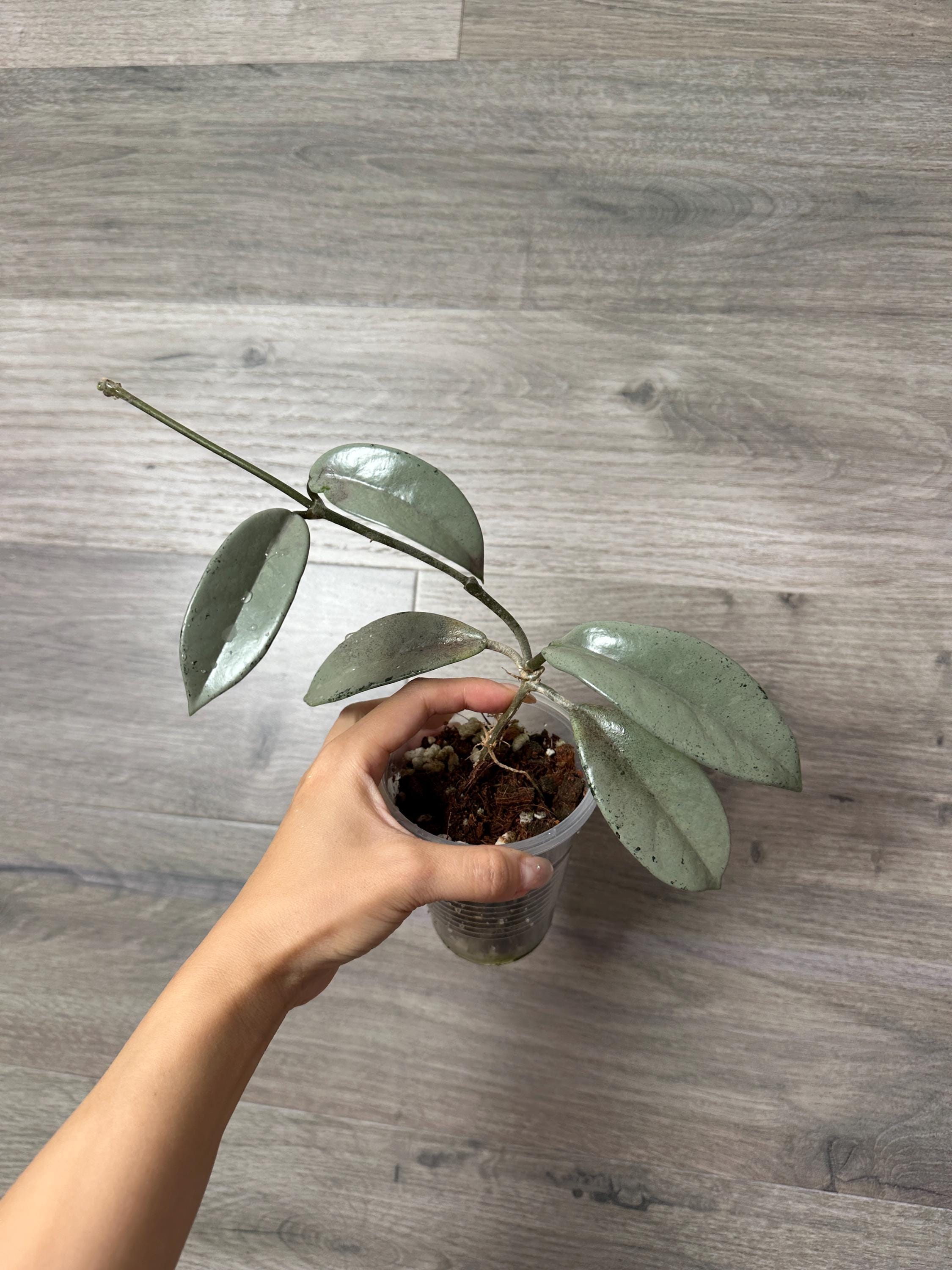 82 ホヤ '073' ウィルバーグレイブス フルシルバー 大株 Hoya Wilbur