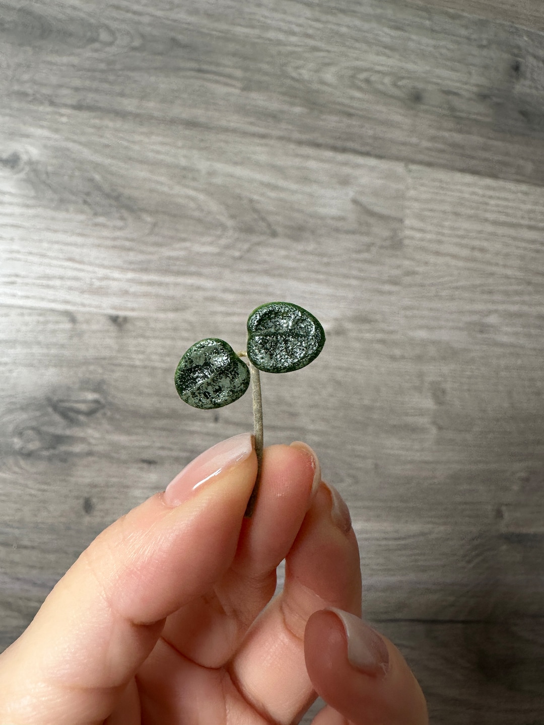珍種ホヤセルペンス シルバーHoya Serpens silver 小苗 US Seller- Hoya Serpens High Silver High Slash ONE NODE Unrooted