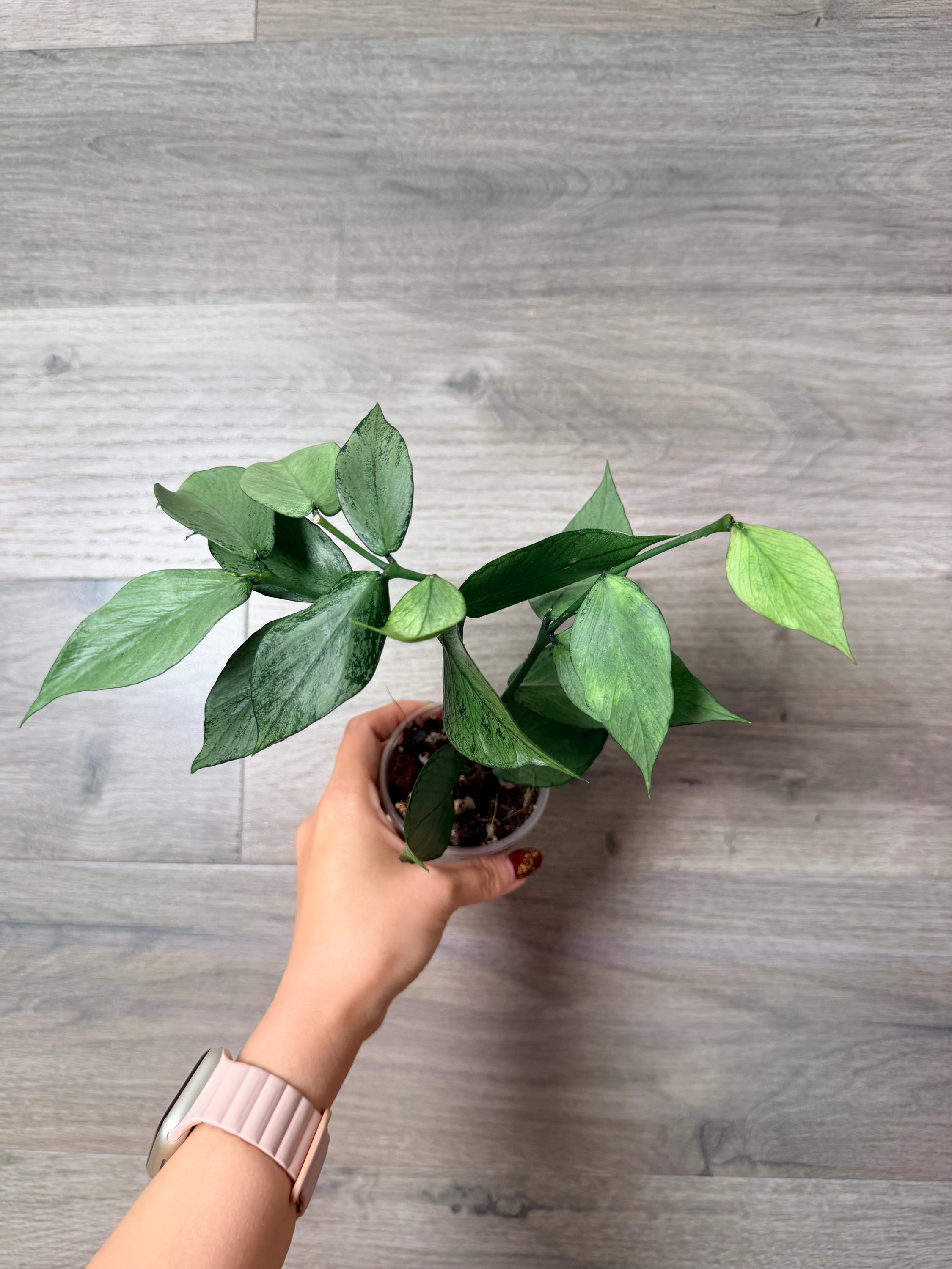 US Seller- Hoya Silver Polyneura Broget Fully Rooted Stable Plant