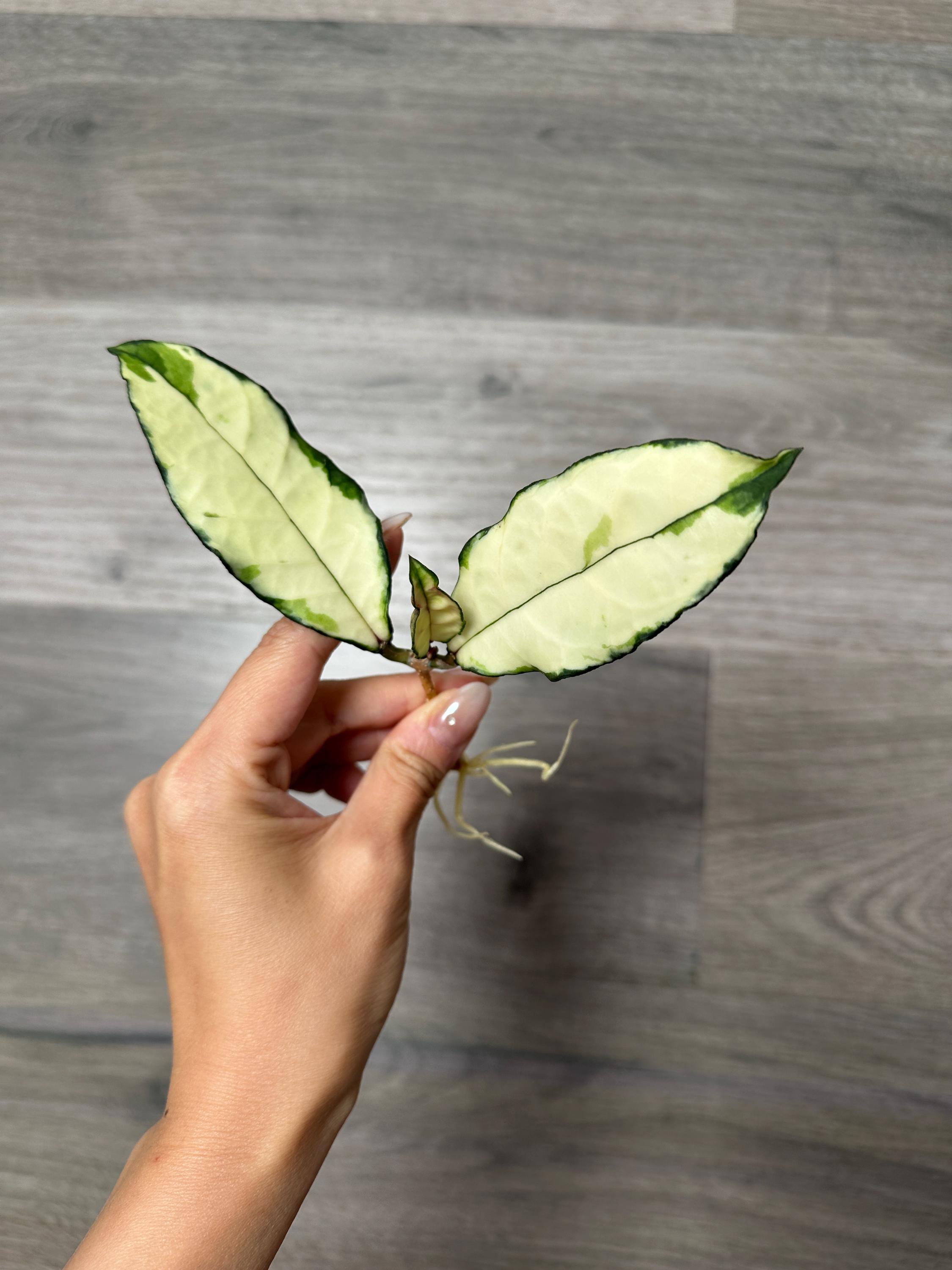 US Seller - Rooted Hoya Crassipetiolata Variegated Extremely Rare
