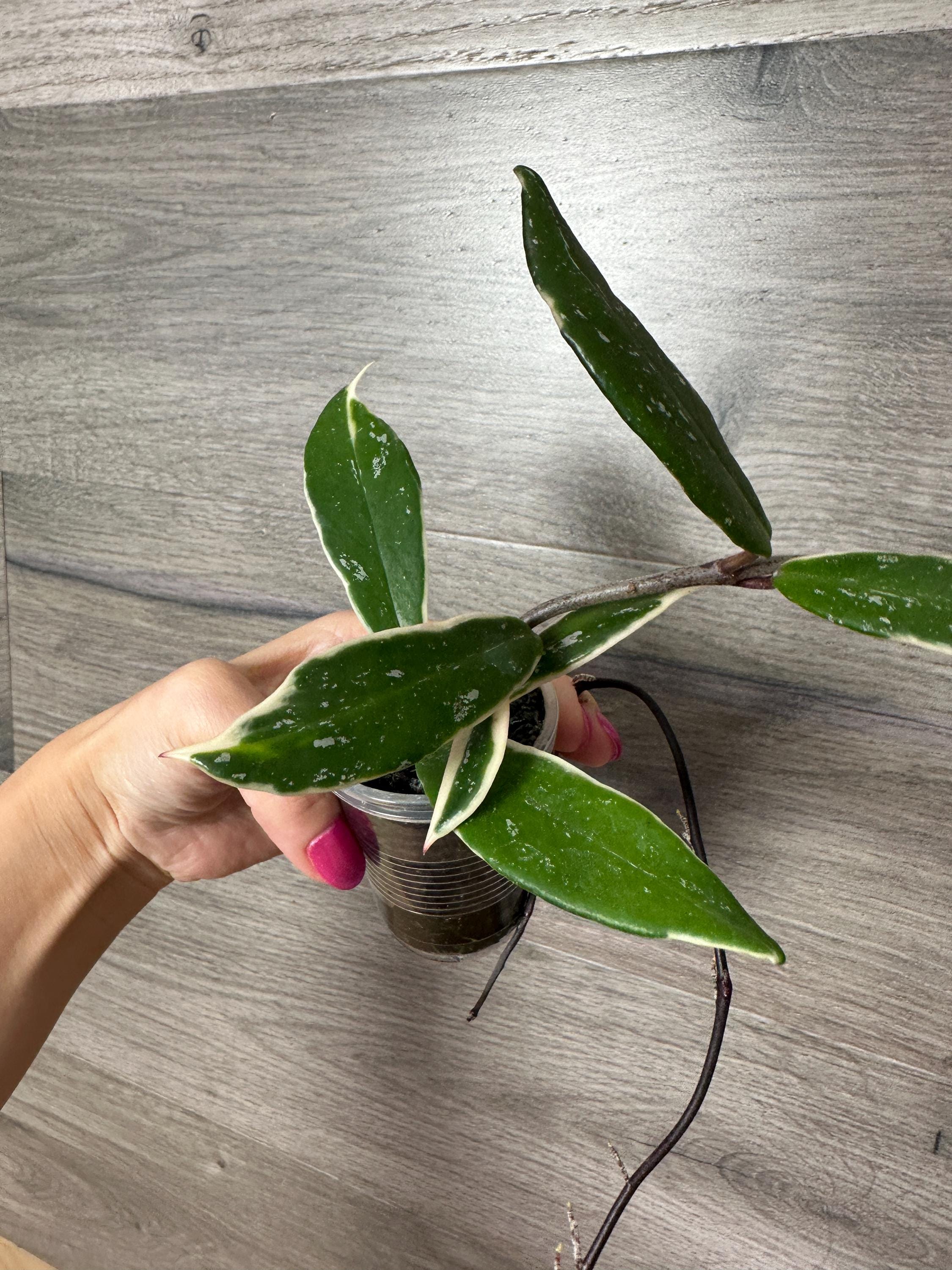 US Seller- RARE Hoya Pubicalyx Albomarginata Outer Variegated