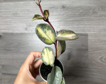 Hoya Argentea Princess Variegated Stable Plant Fully Rooted