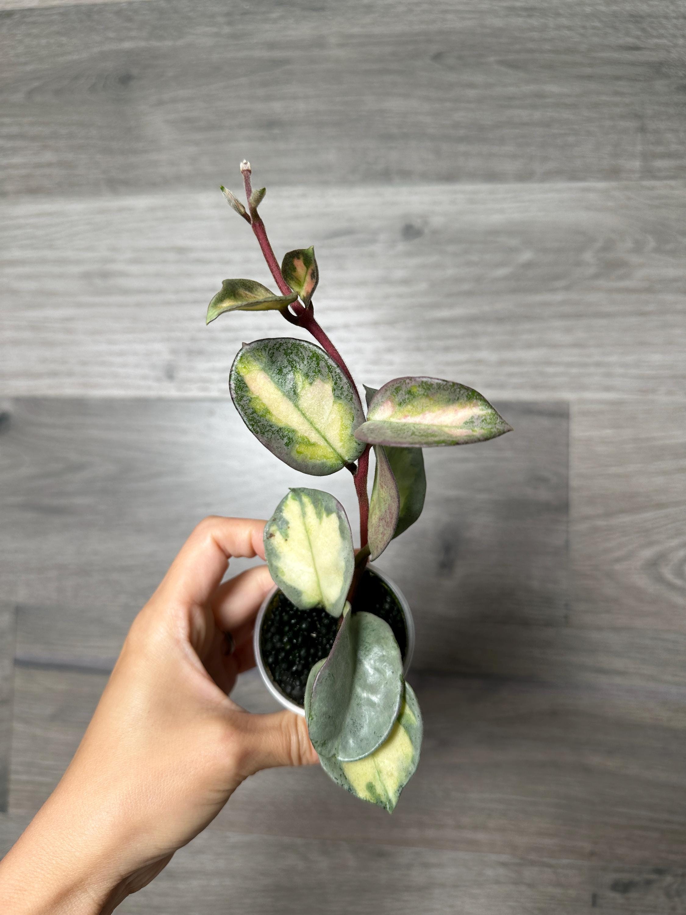 Hoya Argentea Princess Variegated Stable Plant Fully Rooted Hoya Argentea Princess Variegated Stable Plant Fully Rooted